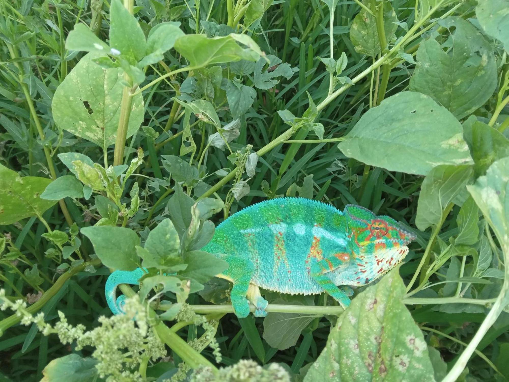 فيلا Le Jardin سان لوي المظهر الخارجي الصورة